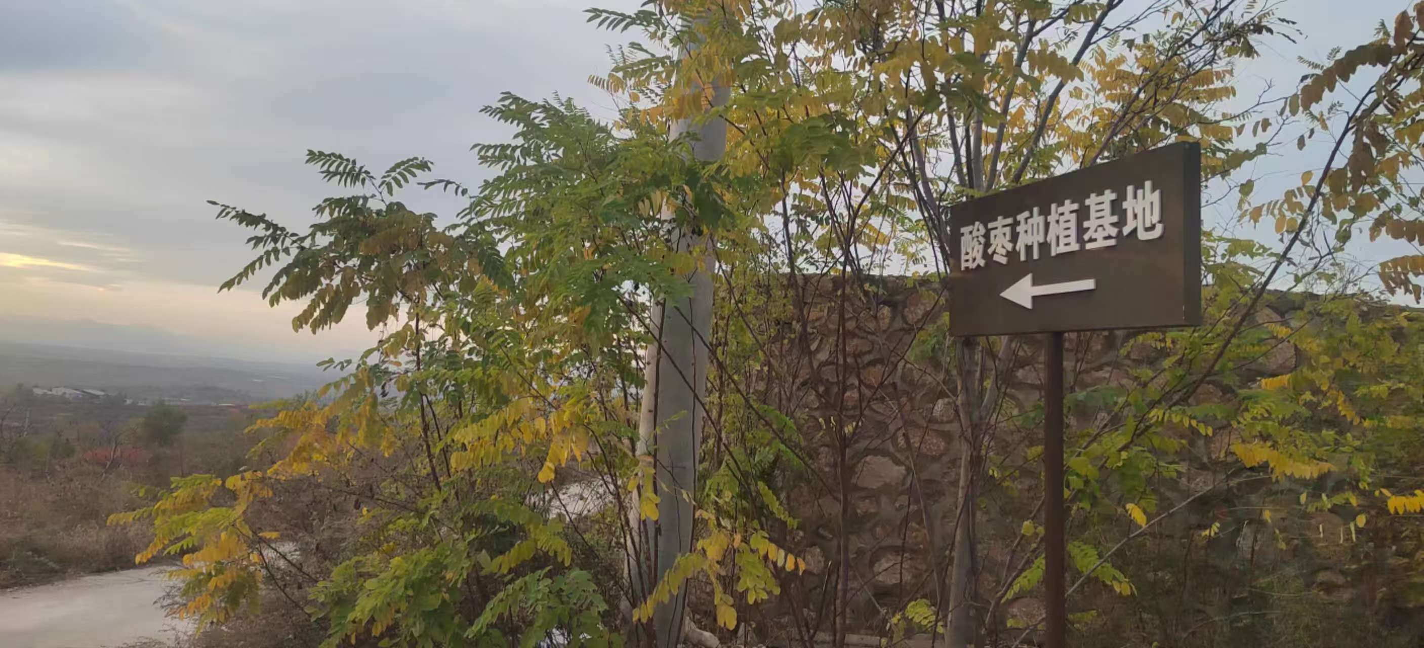 酸枣种植基地