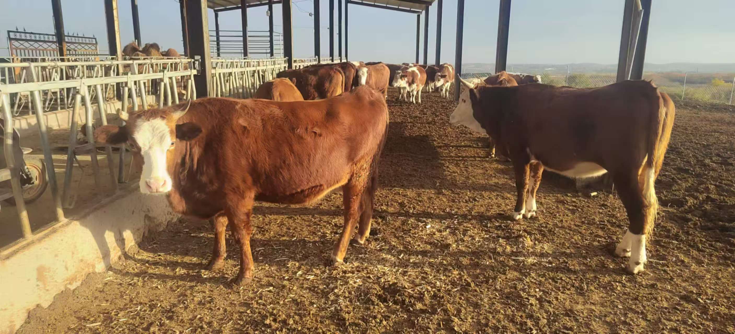 肉牛养殖区